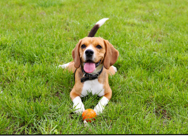 Dog laying in grass with ball